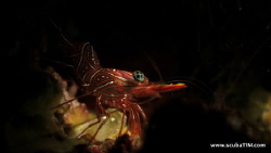 S100 + stacked macro + hand held torchlight...no cropping... by Tim Ho 
